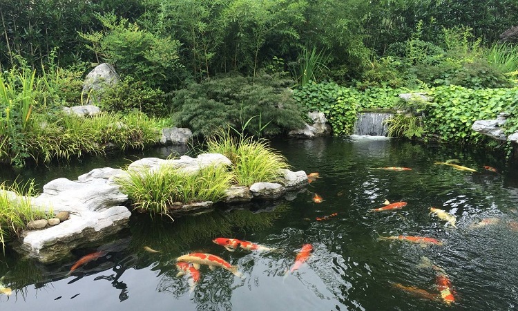 魚(yú)池與景觀(guān)水處理